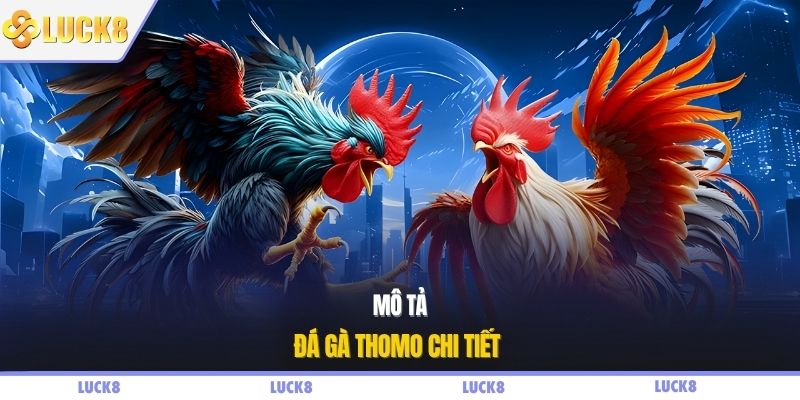 Mô tả đá gà Thomo chi tiết 